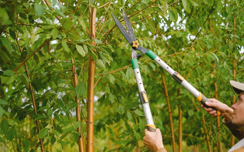 Tree trimming in Skowhegan, ME